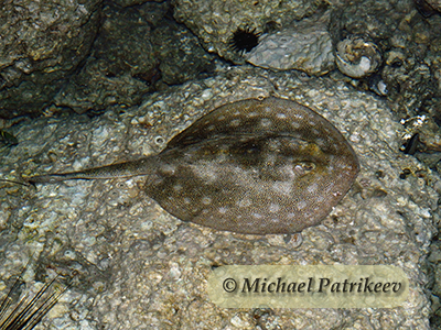 Yellow Stingray (Urobatis jamaicensis)